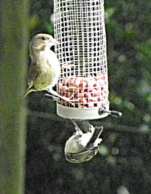 European Greenfinch - ML642102433