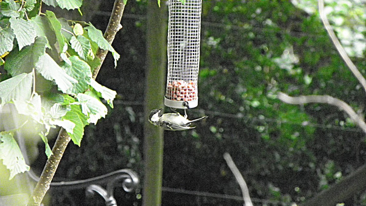 Great Tit - ML642102435