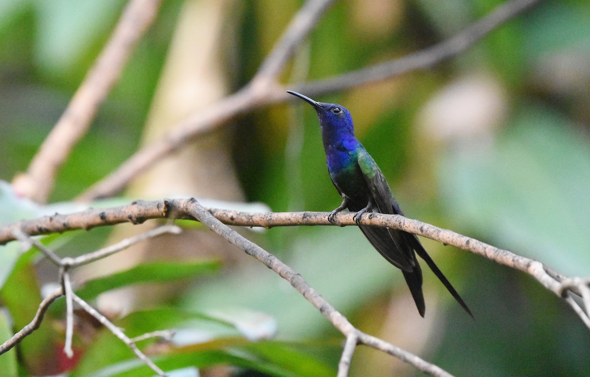 Swallow-tailed Hummingbird - ML642102437