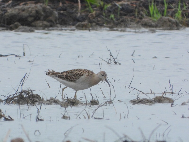 Ruff - ML642102438