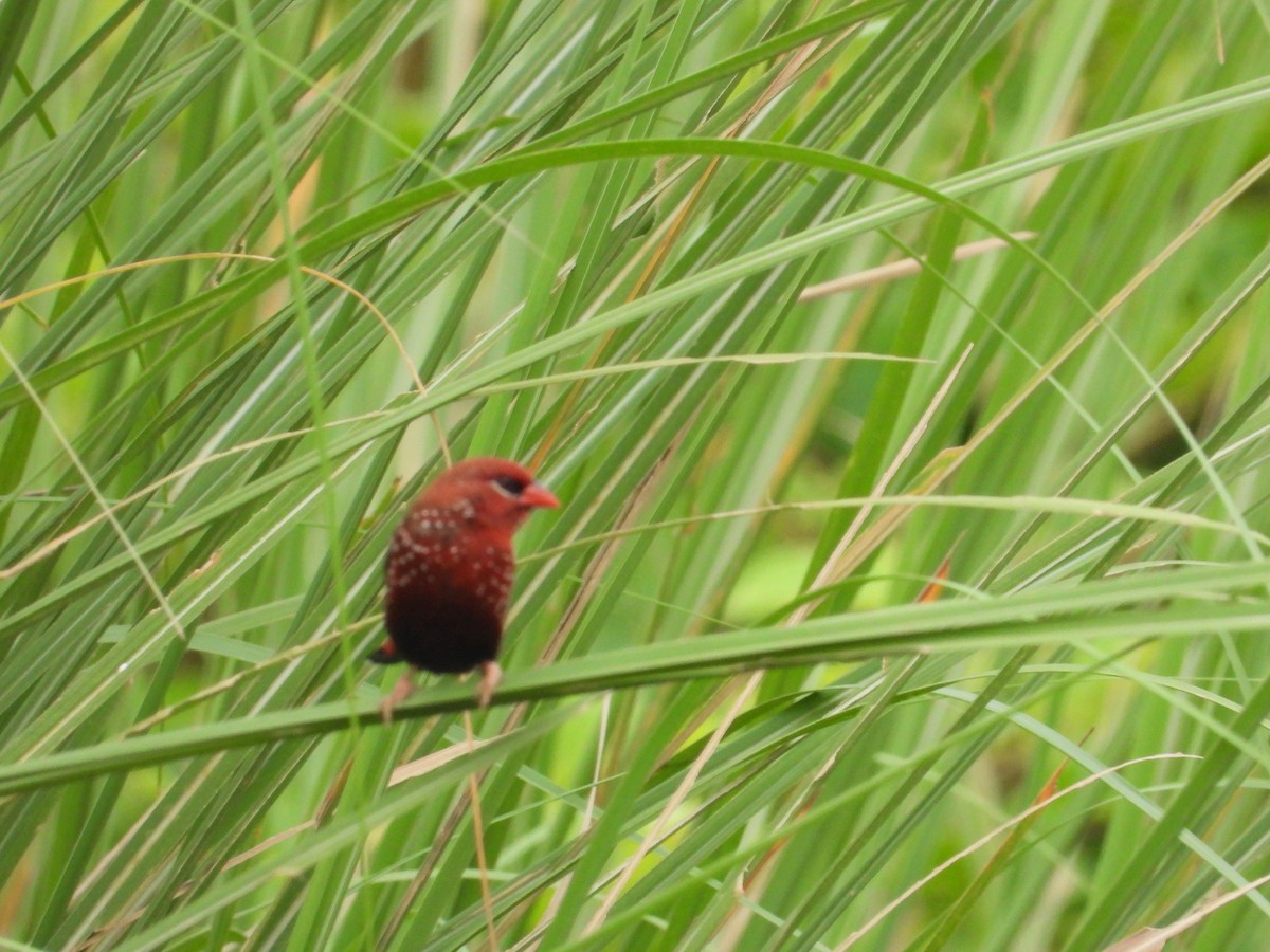 Red Avadavat - ML642102439