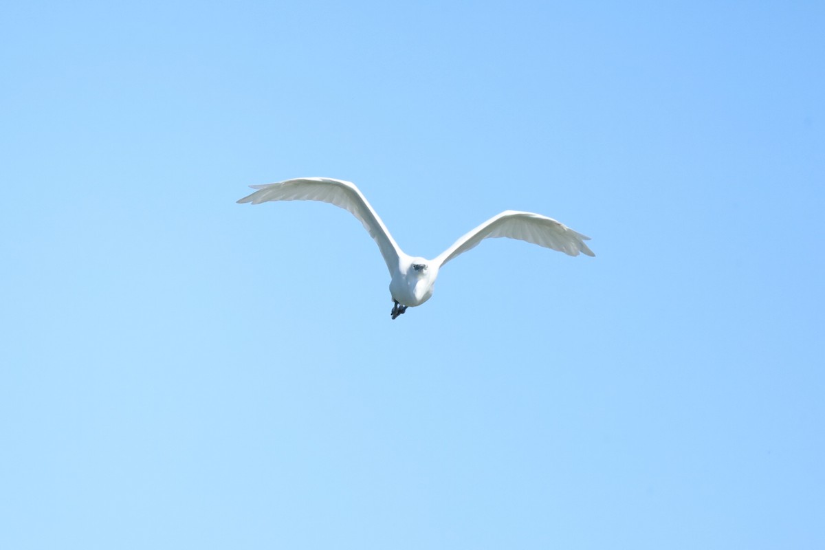 Little Egret - ML642102440