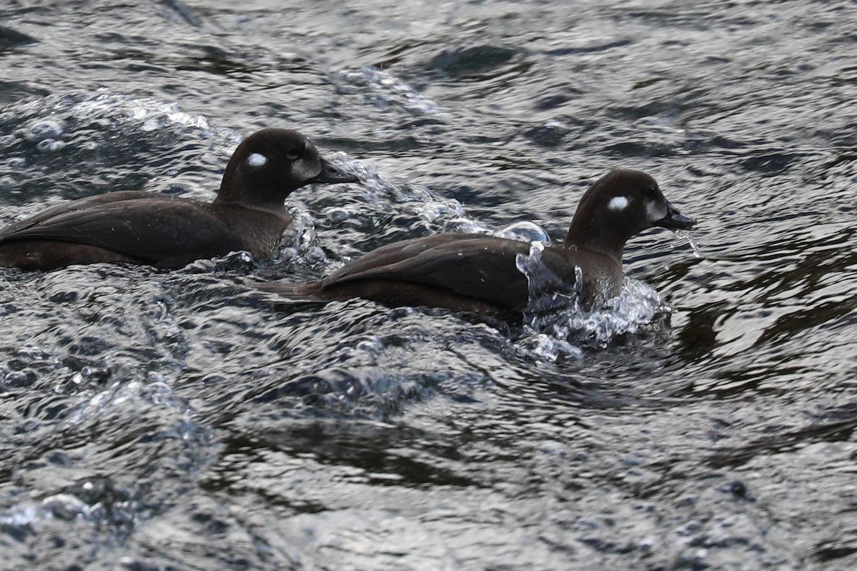 Harlequin Duck - ML642102441