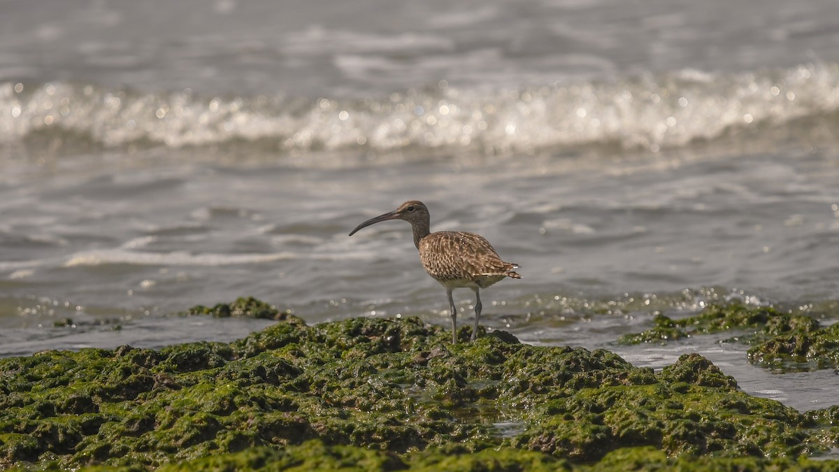 Whimbrel - ML642102443