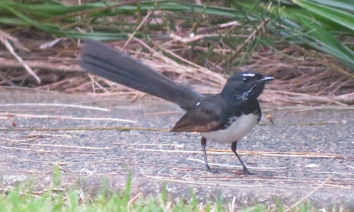 Willie-wagtail - ML642102444