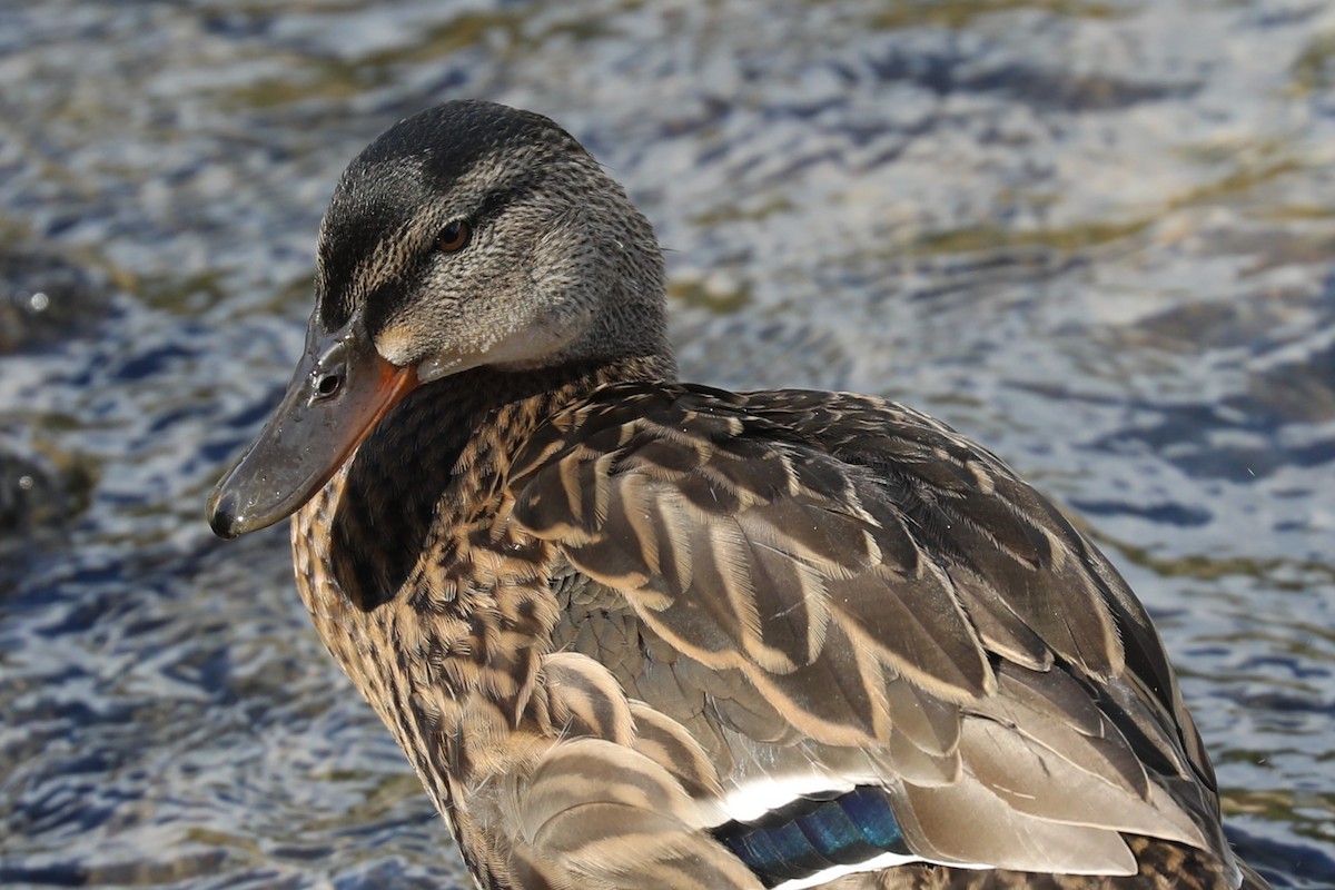 Mallard - ML642102445