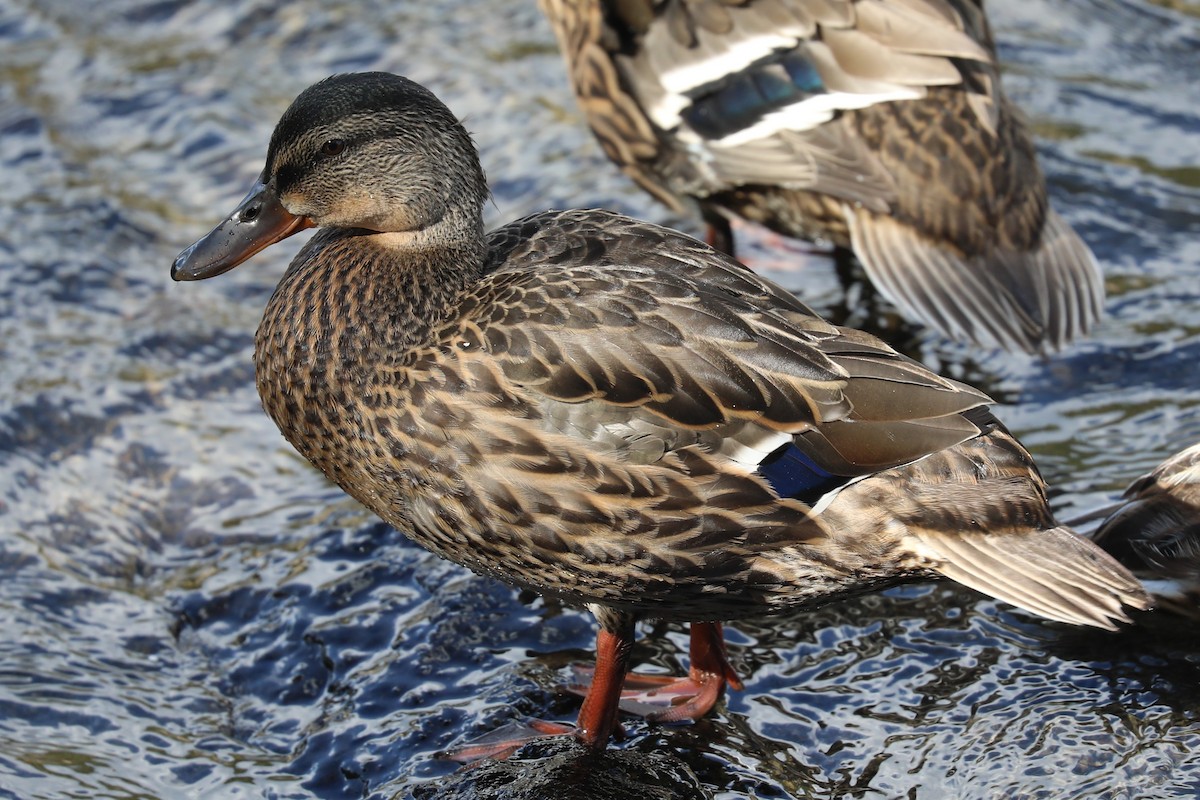 Mallard - ML642102446