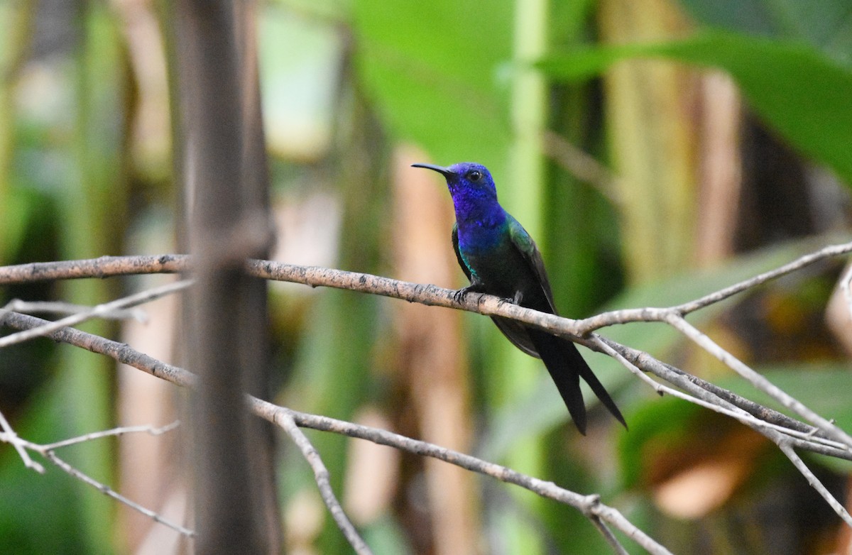 Swallow-tailed Hummingbird - ML642102448