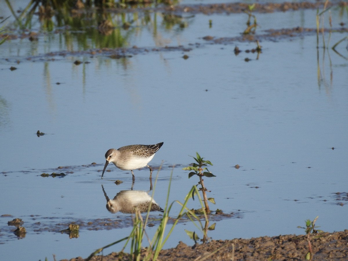Curlew Sandpiper - ML642102449