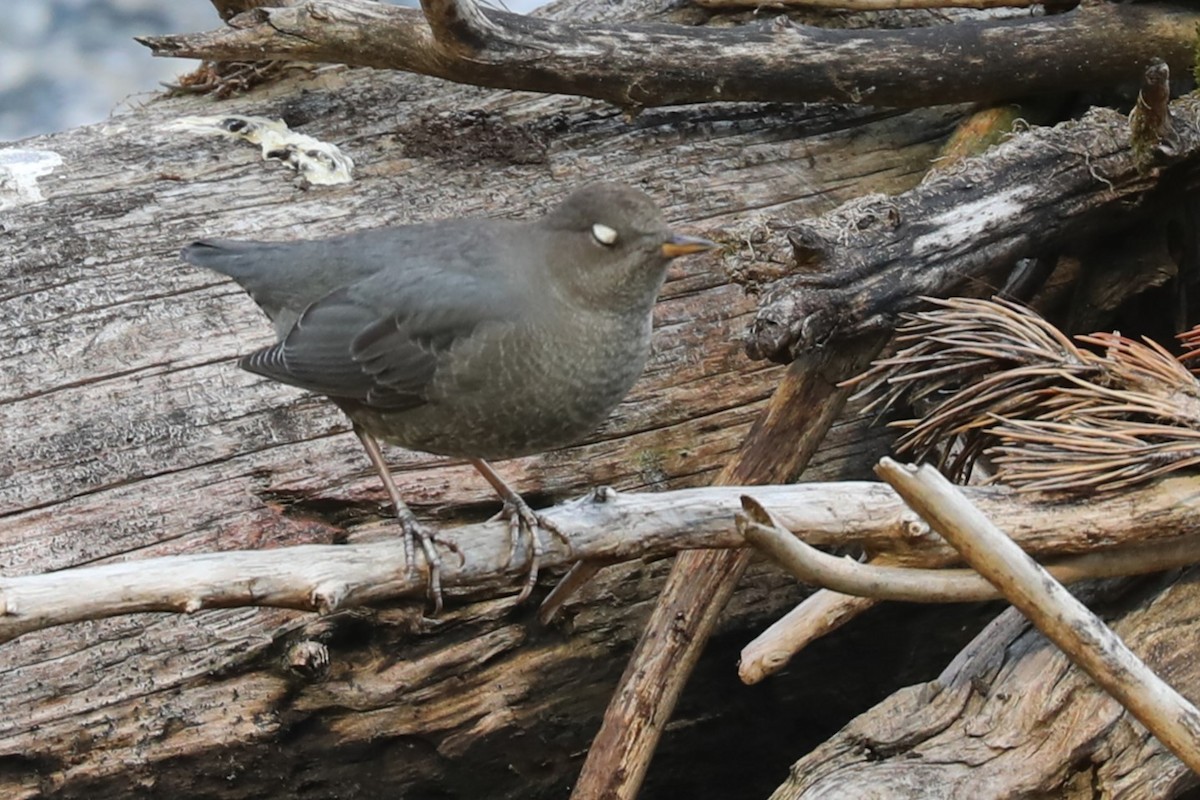 American Dipper - ML642102451