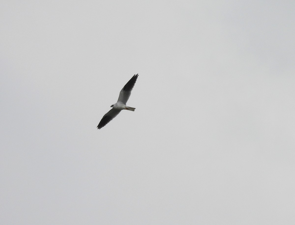 Black-shouldered Kite - ML642102454