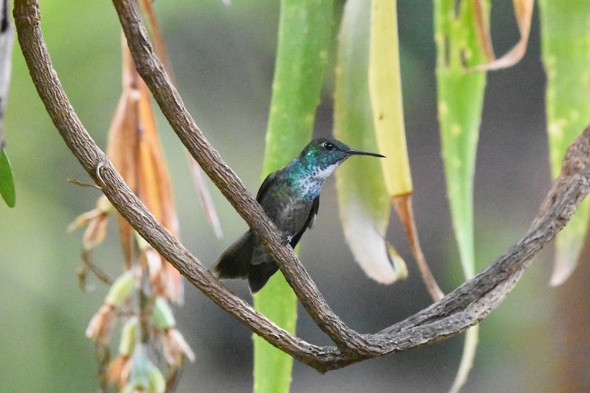 Versicolored Emerald - ML642102455