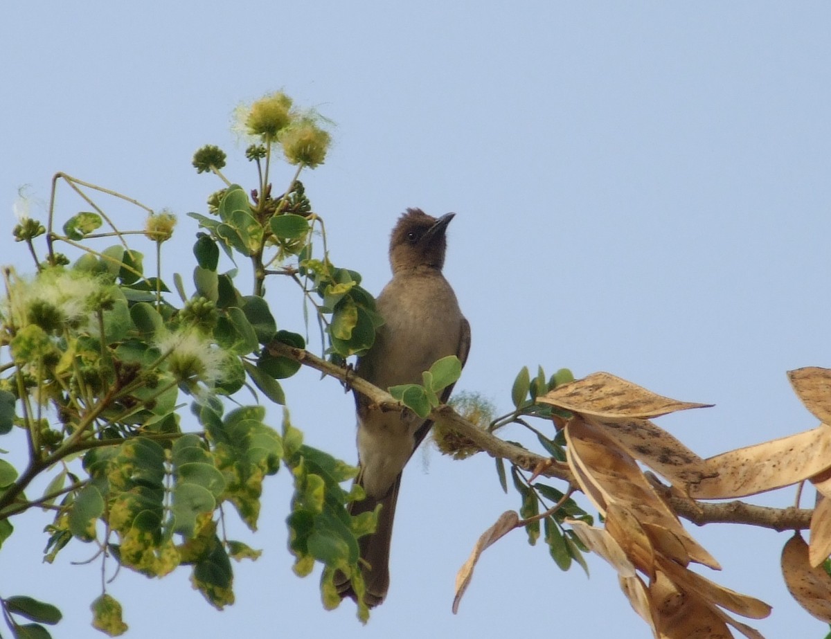 Common Bulbul - ML642102457