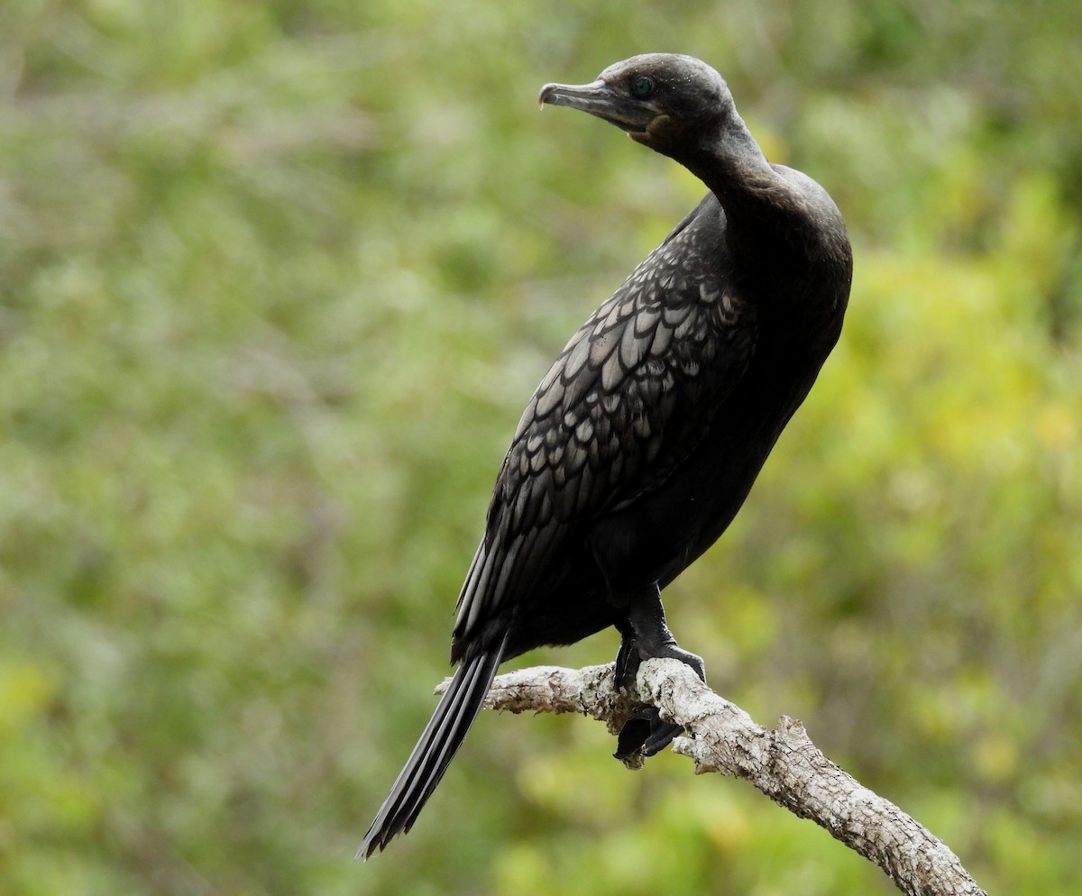 Little Black Cormorant - ML642102459