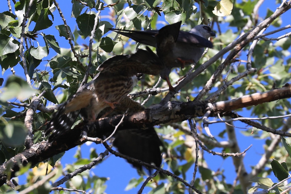 Mississippi Kite - ML642102491