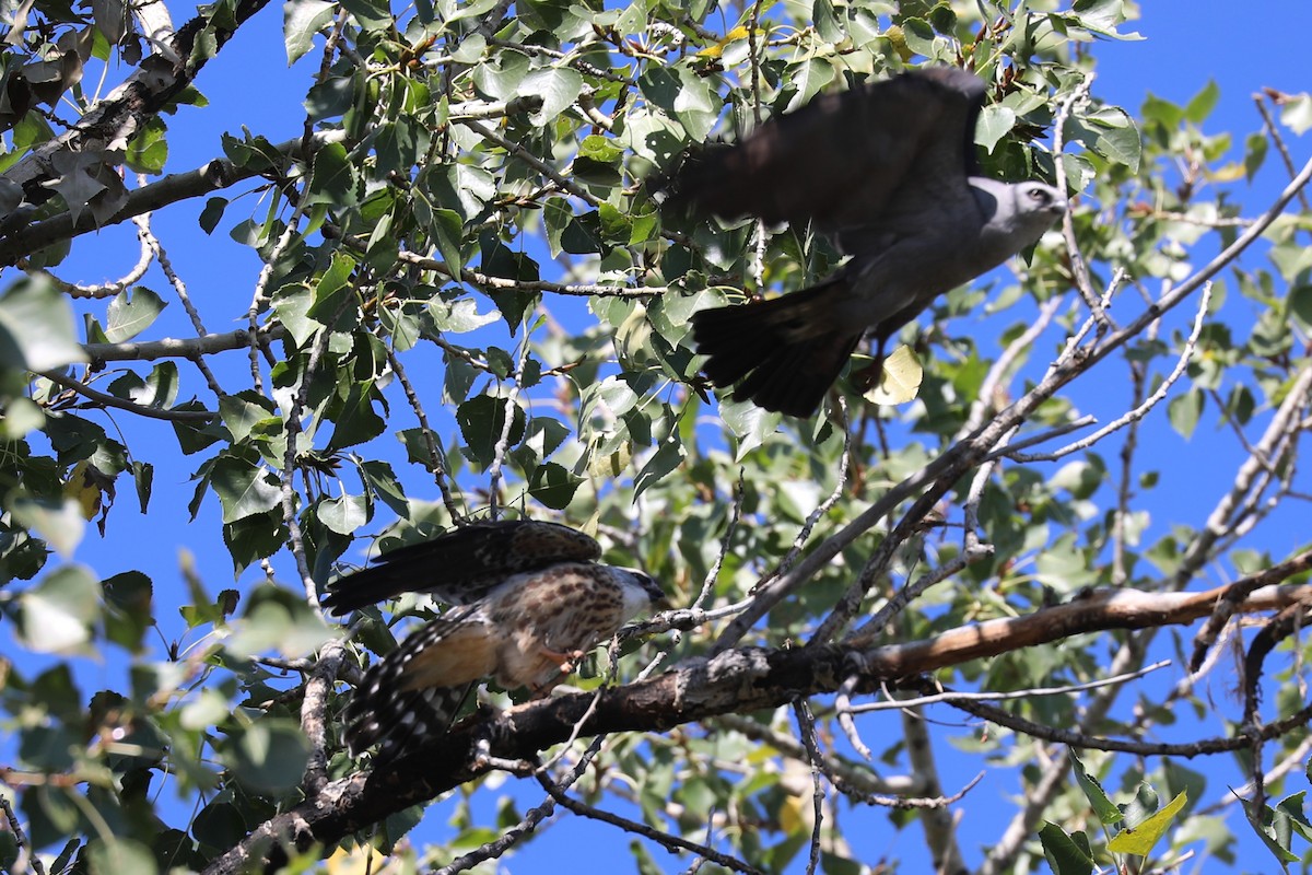 Mississippi Kite - ML642102492