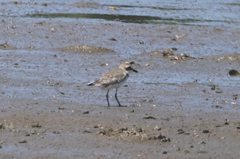 Chorlitejo Siberiano - ML642102494