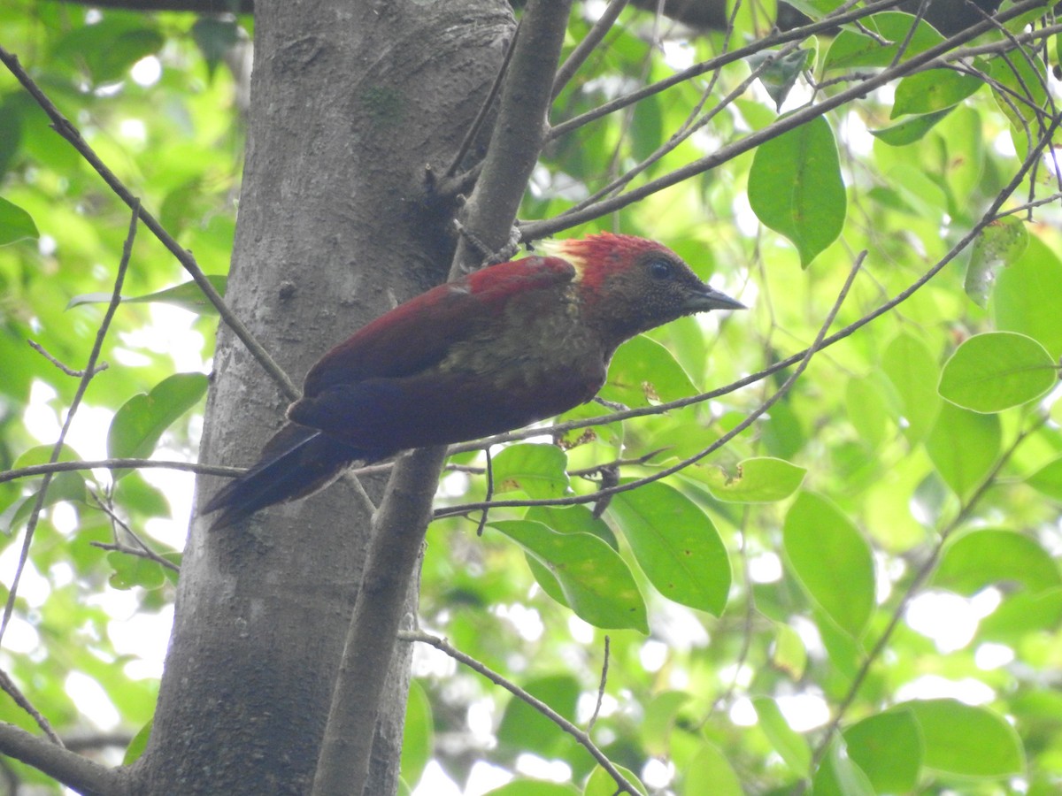 Banded Woodpecker - ML642102500