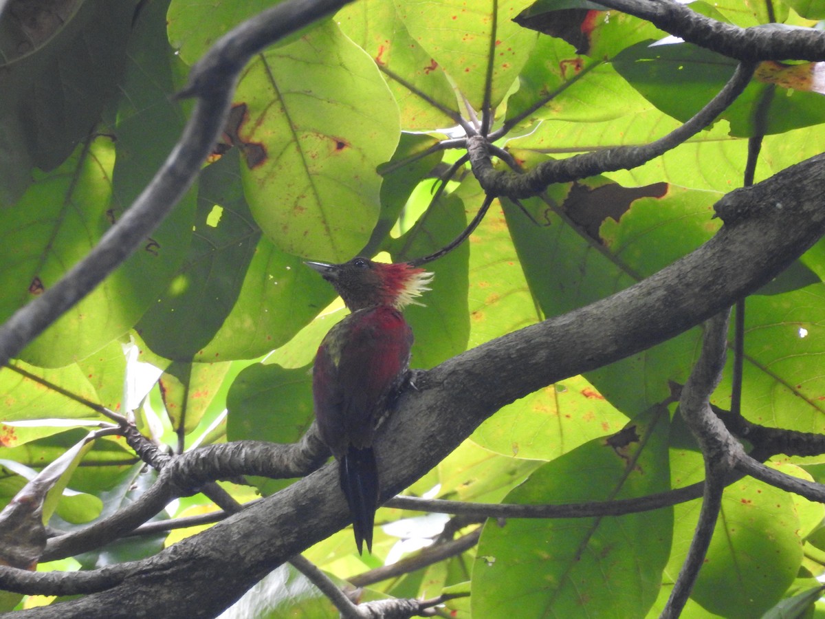 Banded Woodpecker - ML642102503