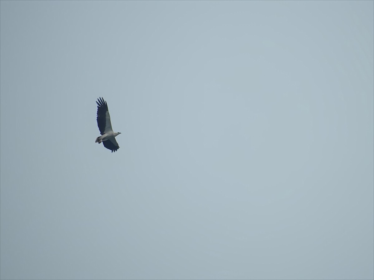 White-bellied Sea-Eagle - ML642102516
