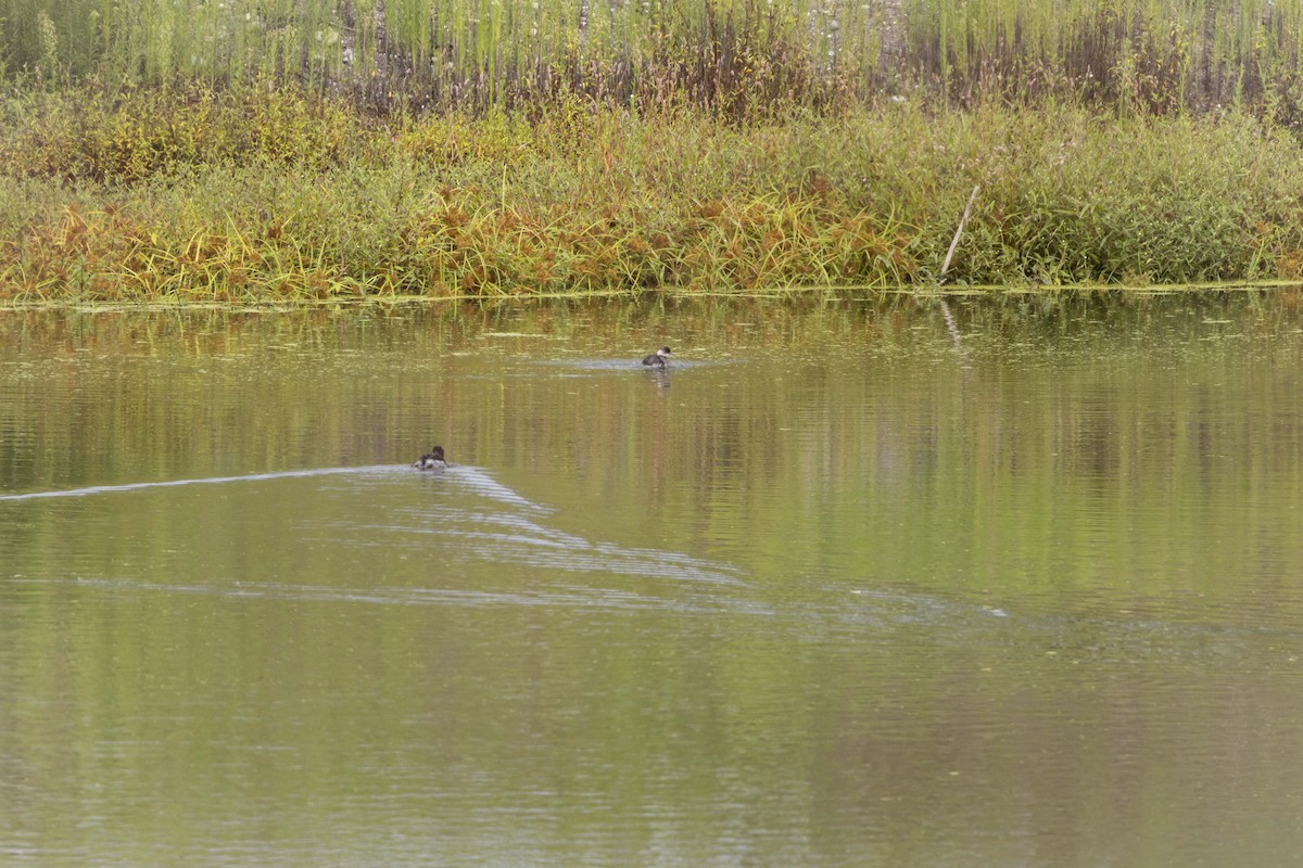 Eared Grebe - ML642102518
