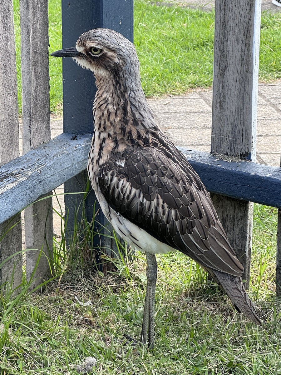 Bush Thick-knee - ML642102556