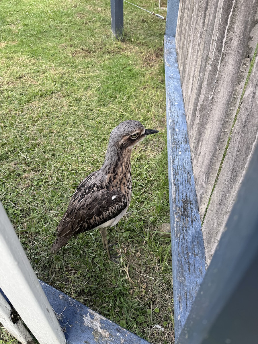 Bush Thick-knee - ML642102557