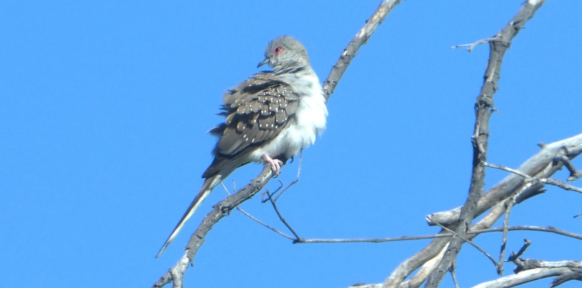 Diamond Dove - ML642102594