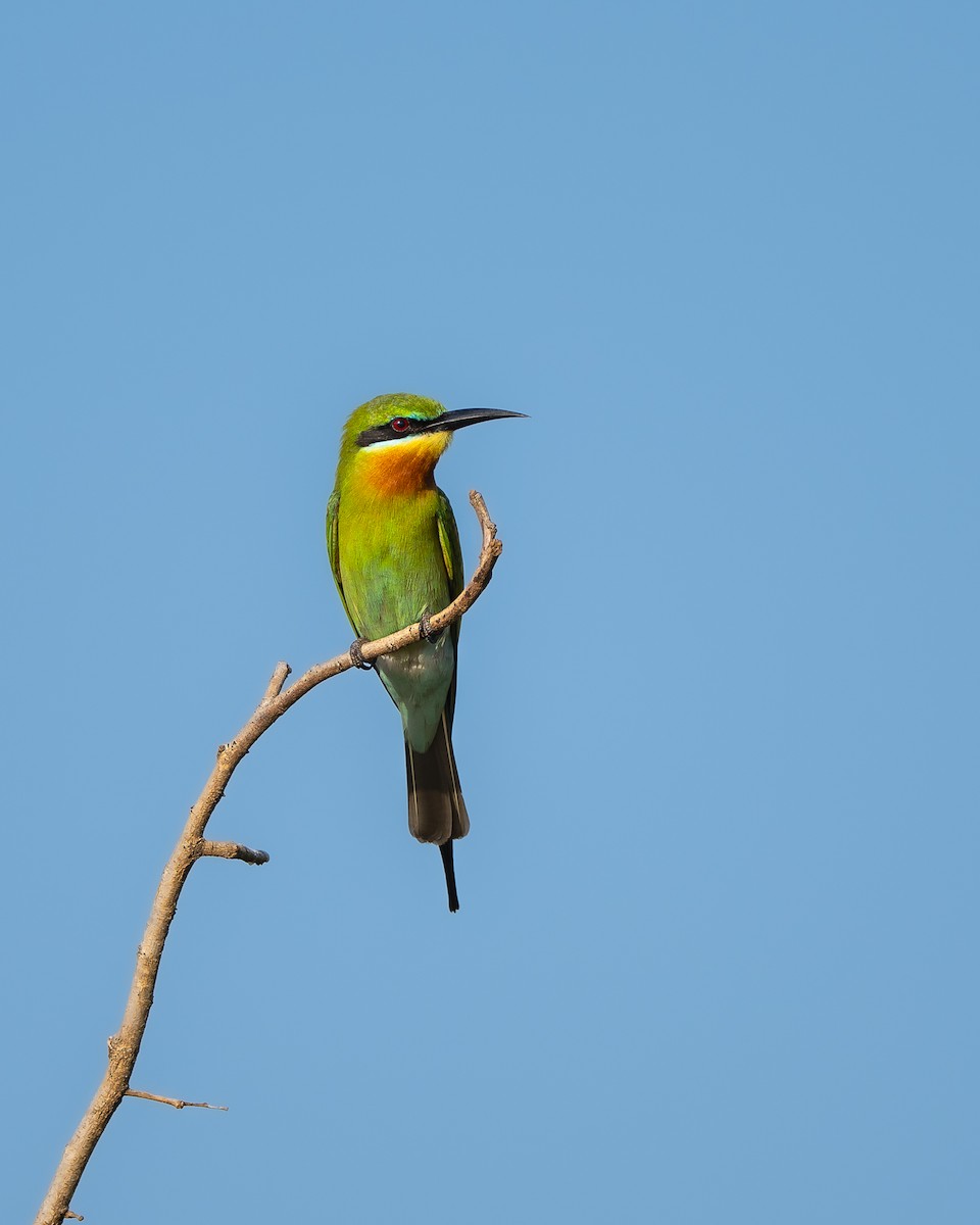Blue-tailed Bee-eater - ML642102607