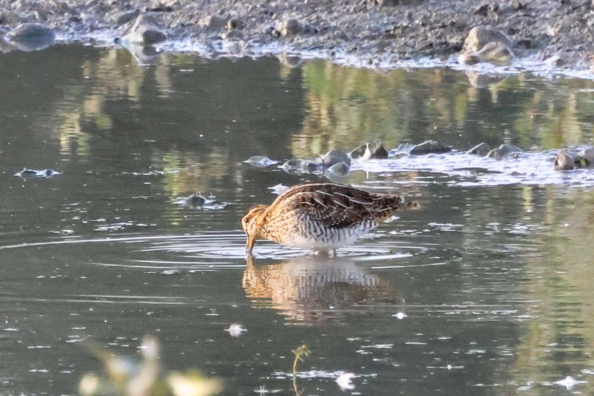 Common Snipe - ML642102620
