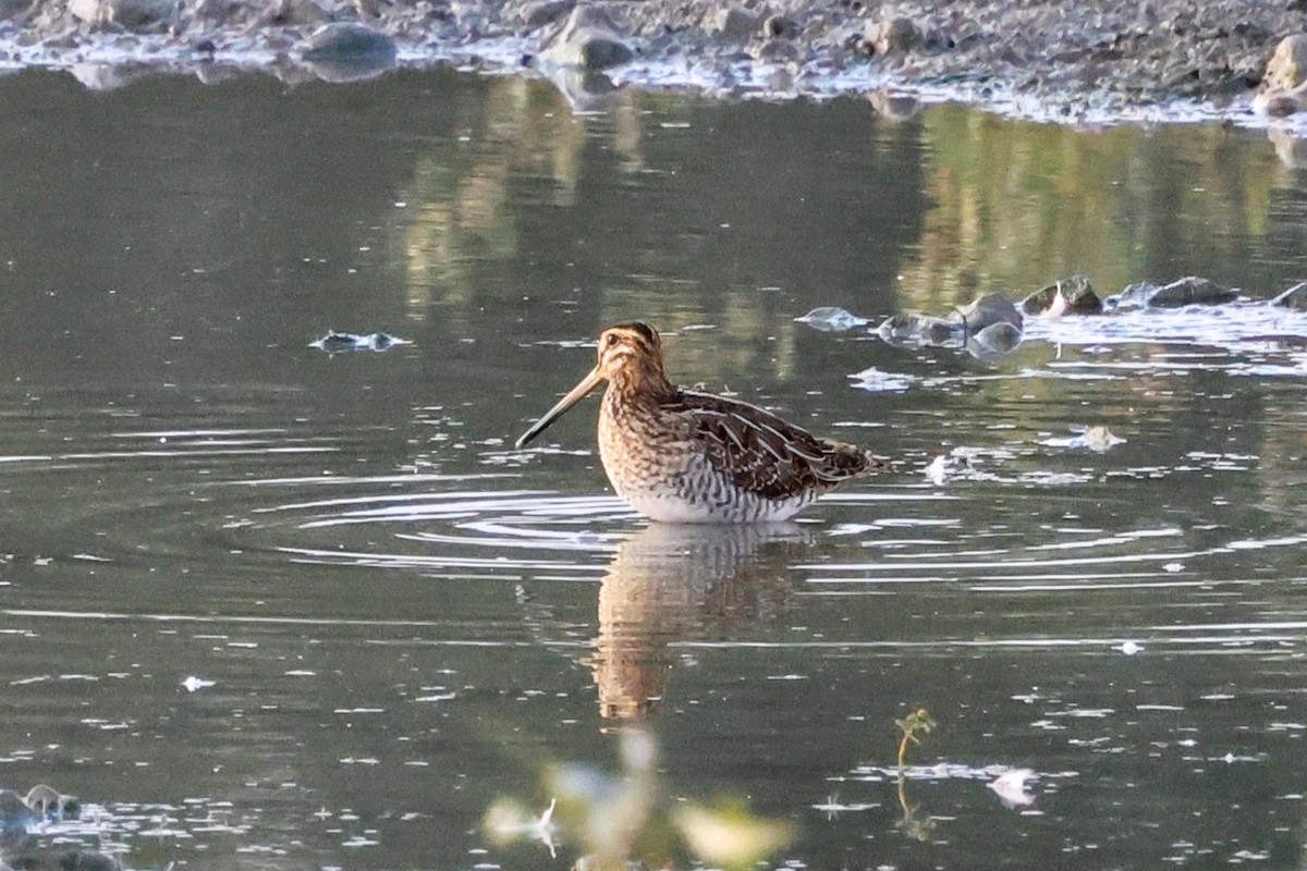 Common Snipe - ML642102621