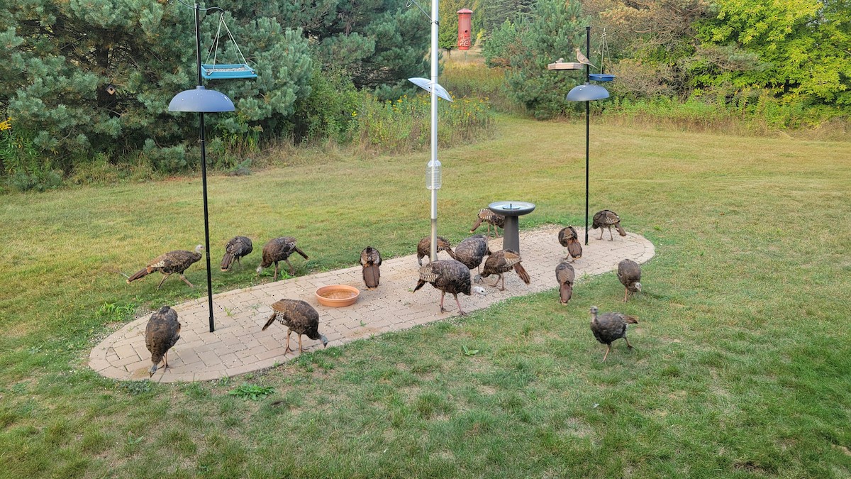 Wild Turkey - ML642102640