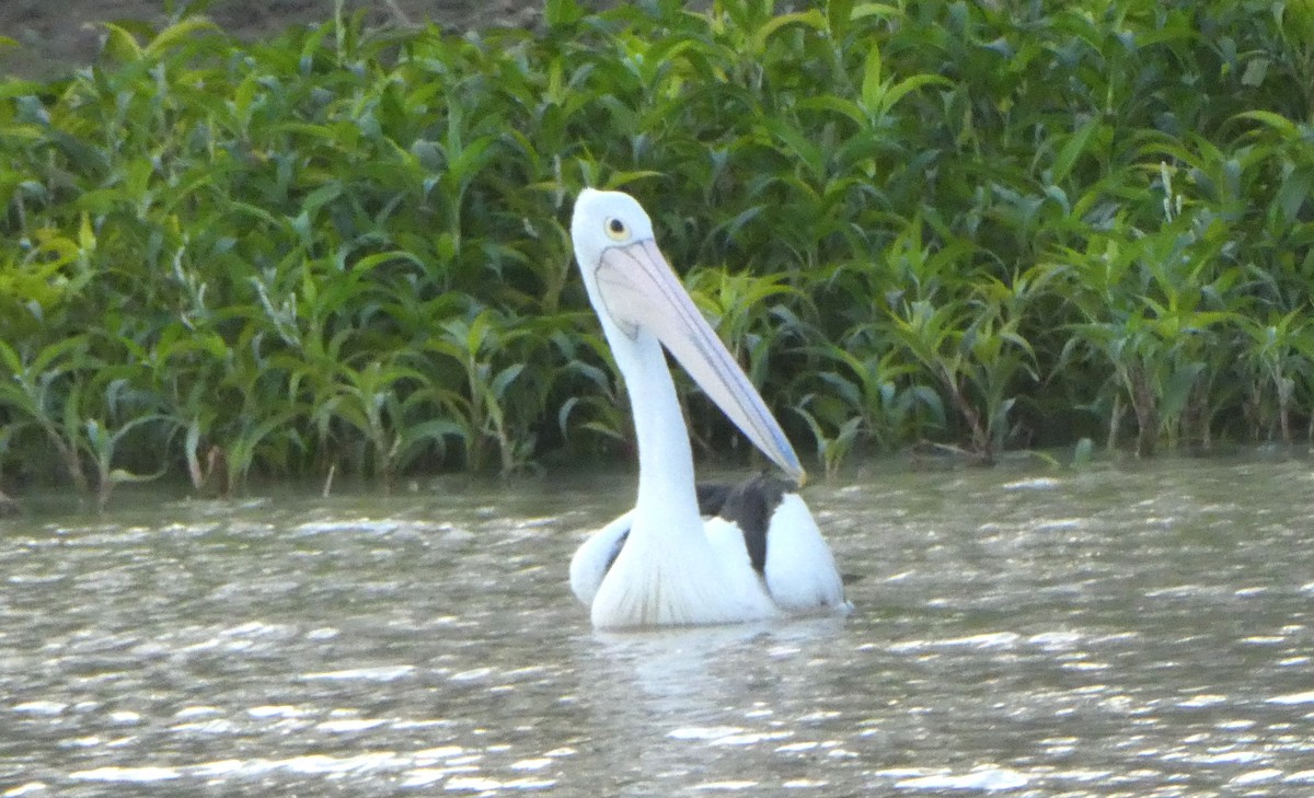 Australian Pelican - ML642102648