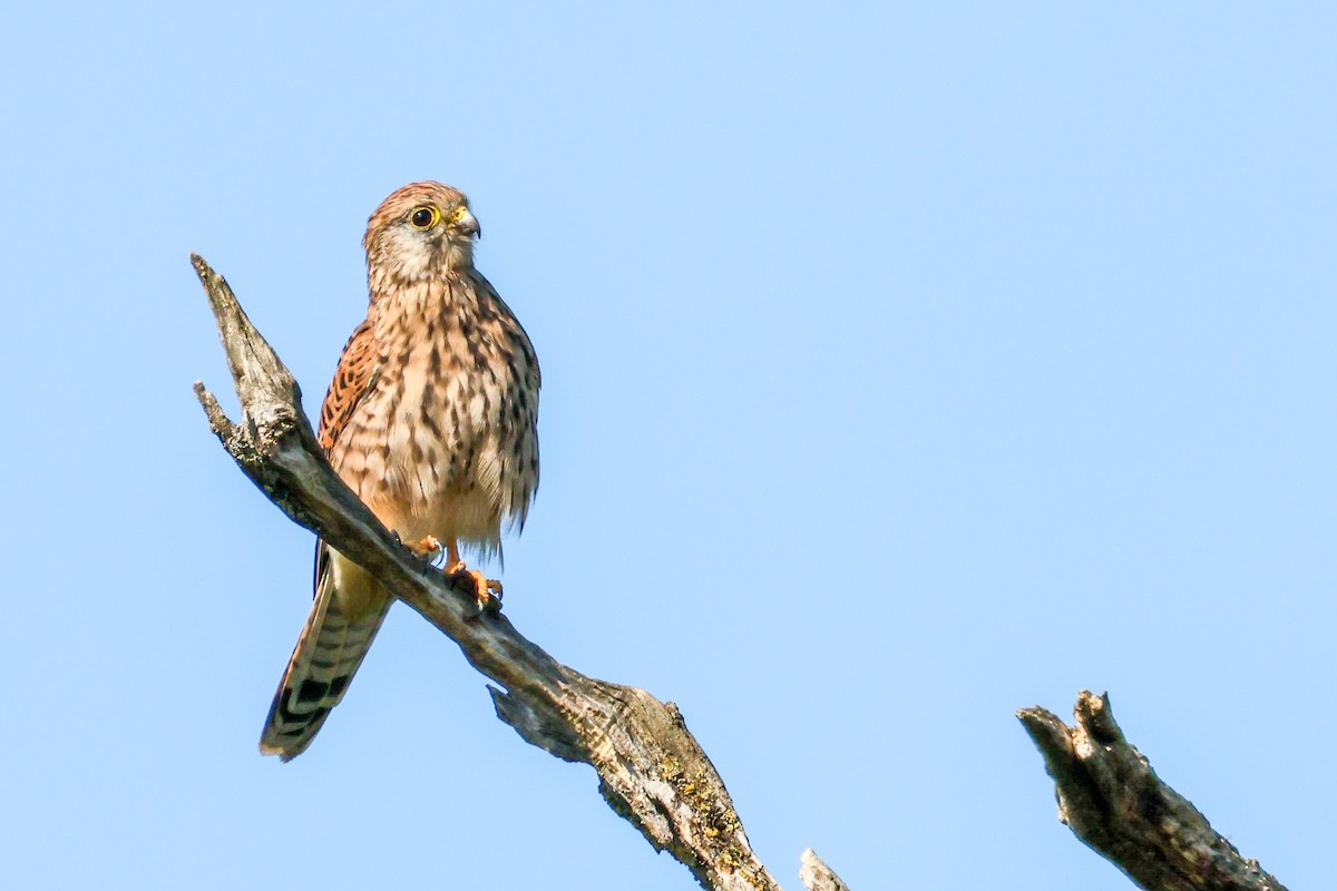 Turmfalke - ML642102659