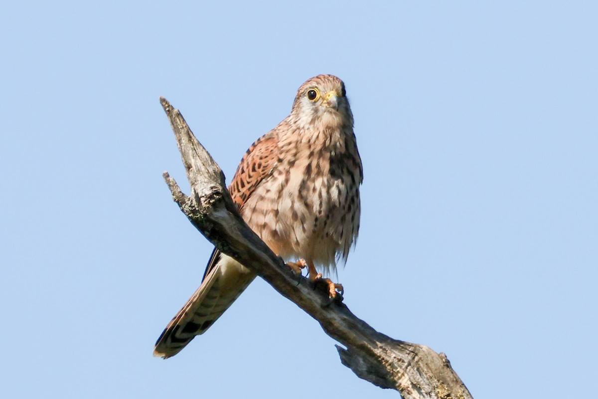Turmfalke - ML642102660