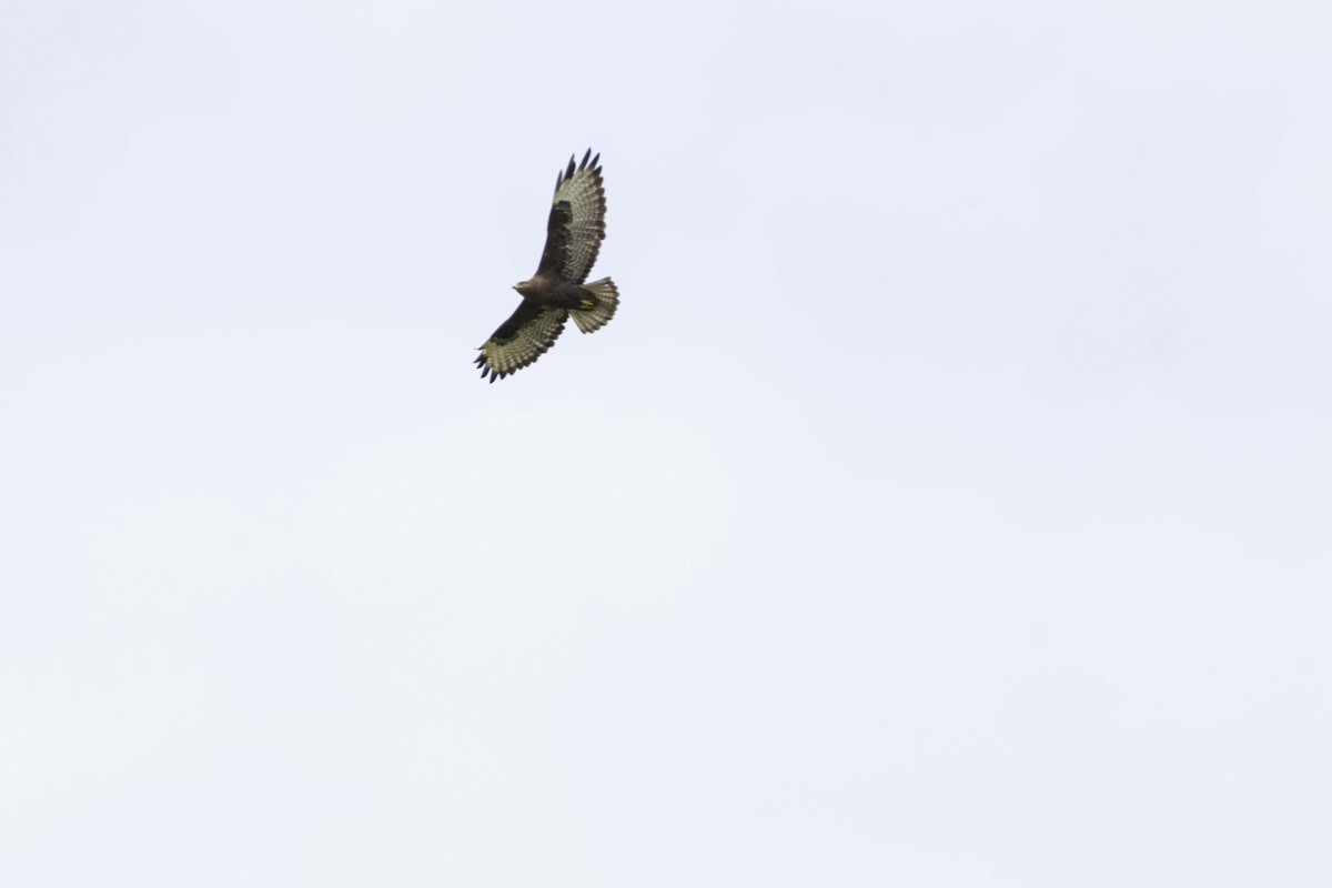 Common Buzzard (Steppe) - ML642102669