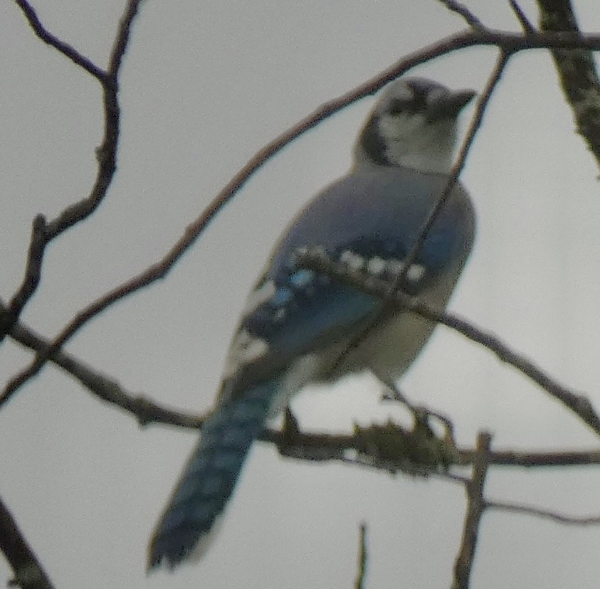 Blue Jay - ML642102683