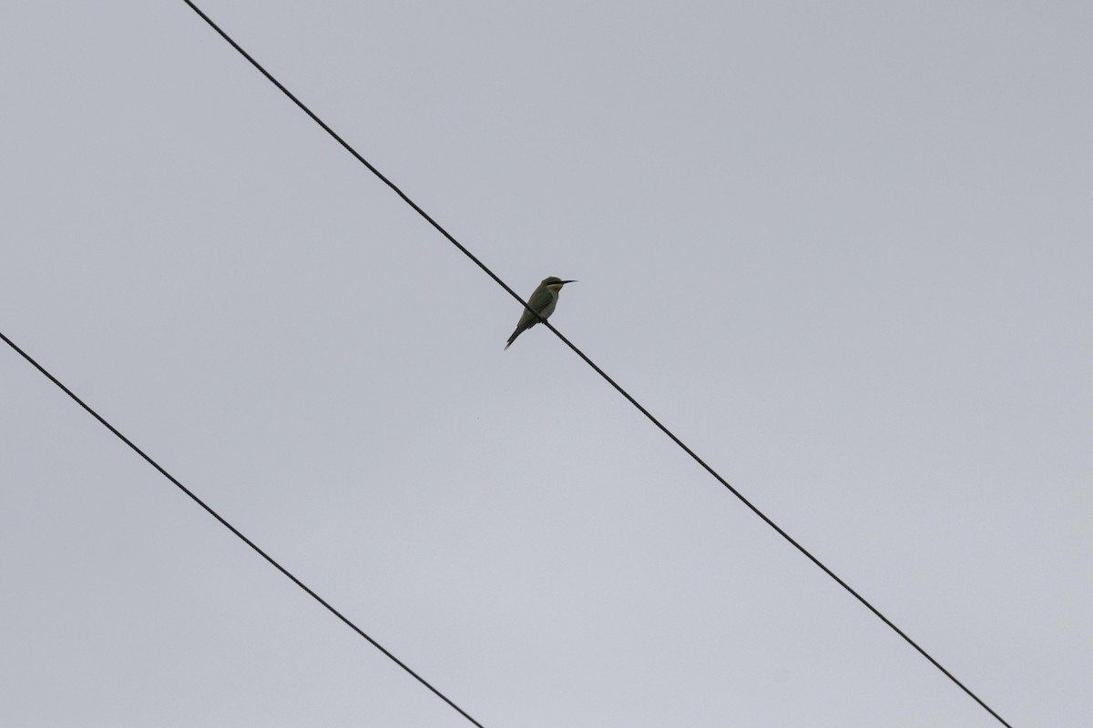 Blue-cheeked Bee-eater - ML642102684