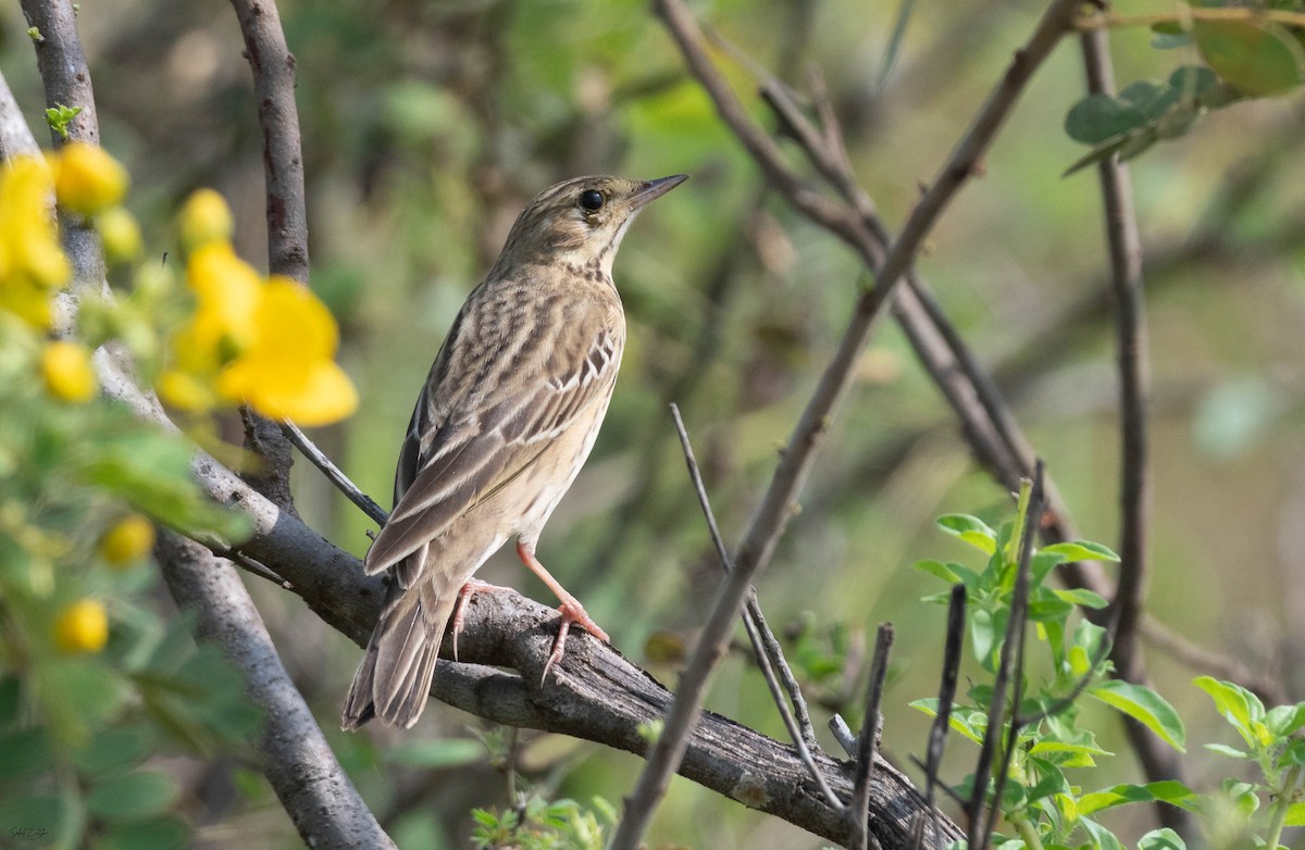 Tree Pipit - ML642102699