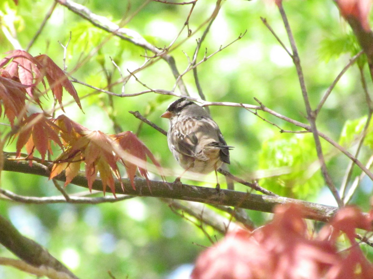 White-crowned Sparrow - ML642102700