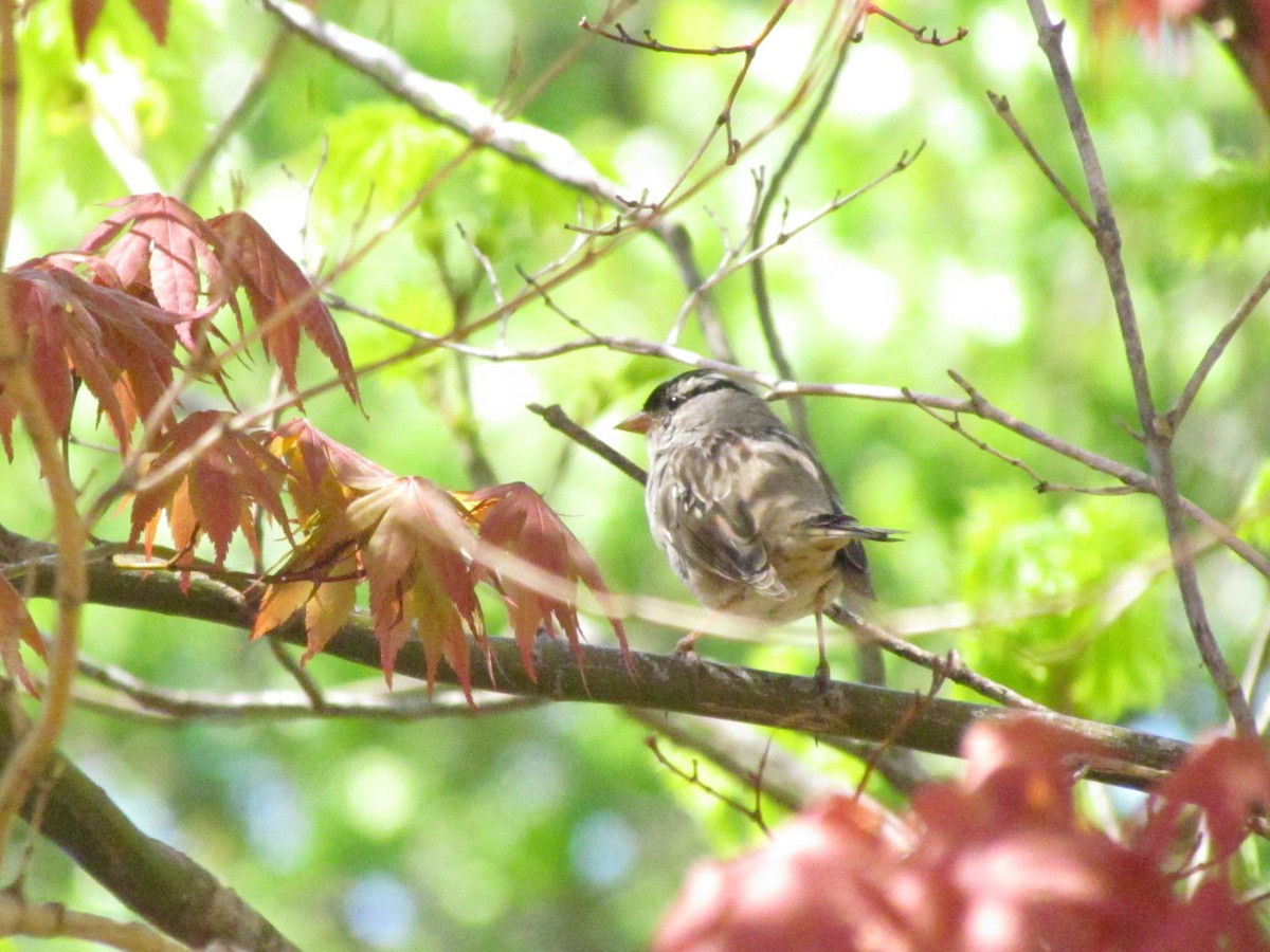 White-crowned Sparrow - ML642102701