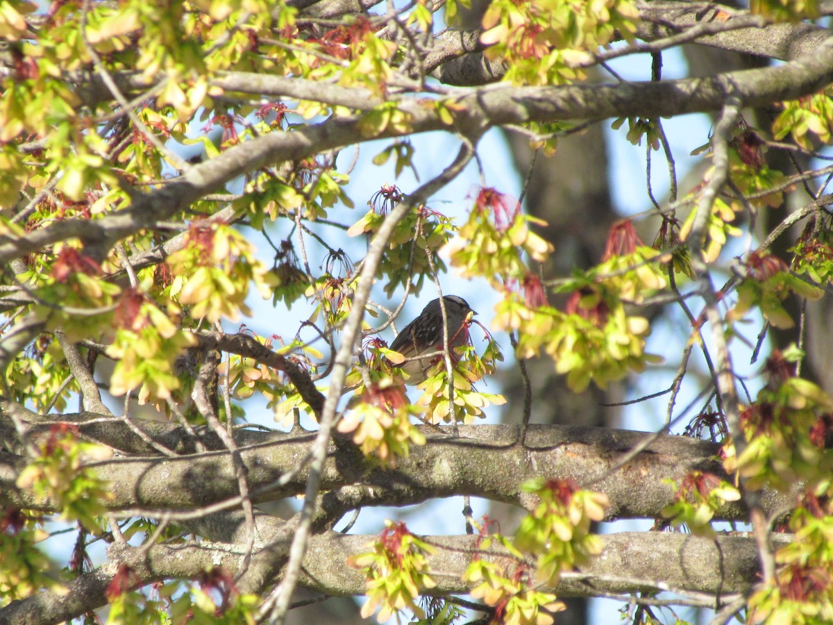 White-crowned Sparrow - ML642102702