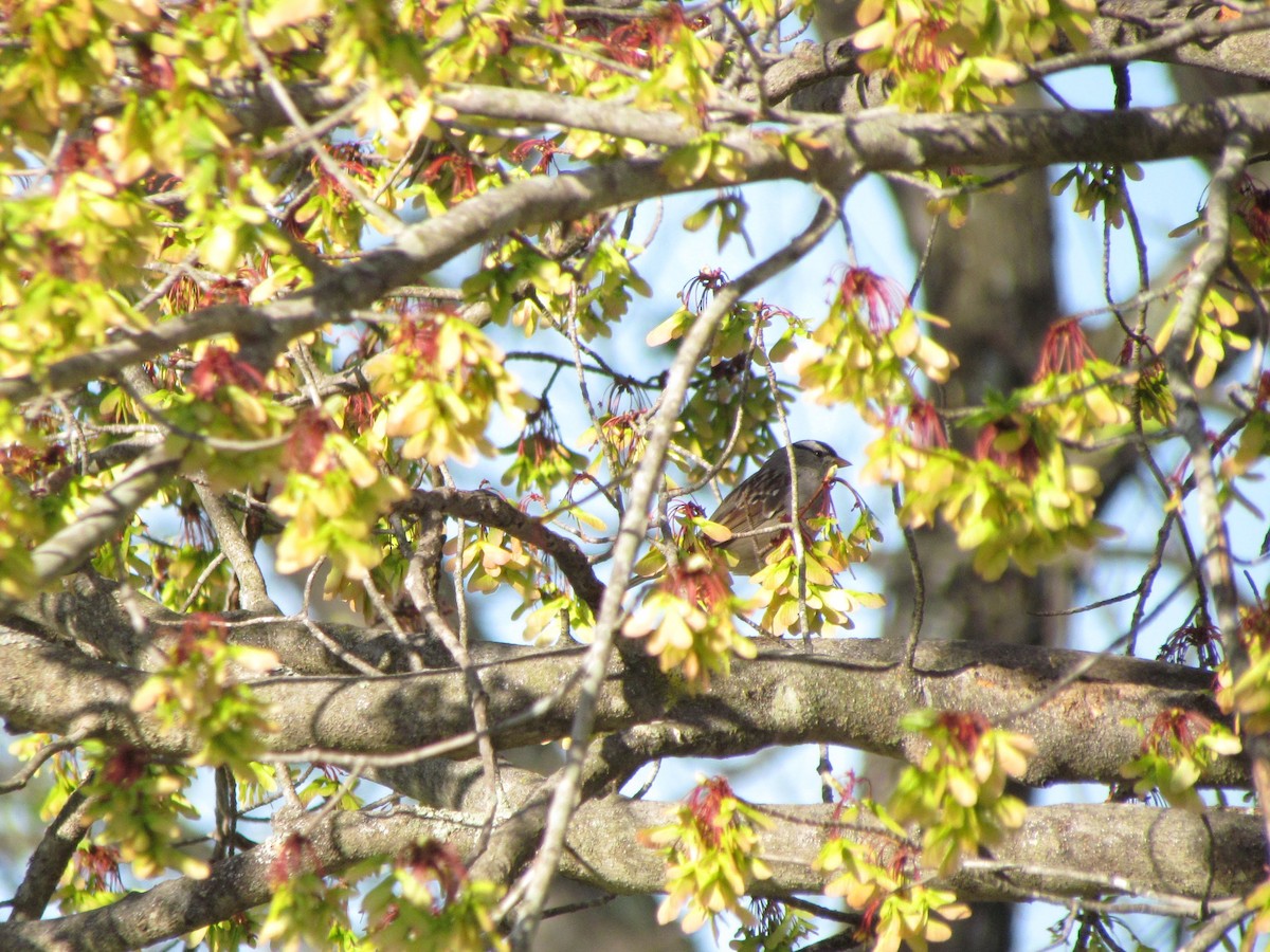 White-crowned Sparrow - ML642102703