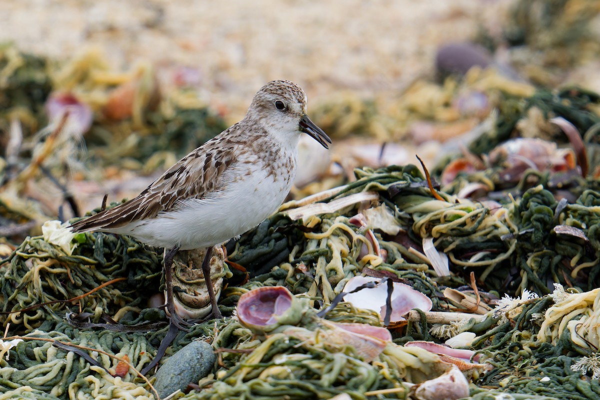 Semipalmated Sandpiper - ML642102706