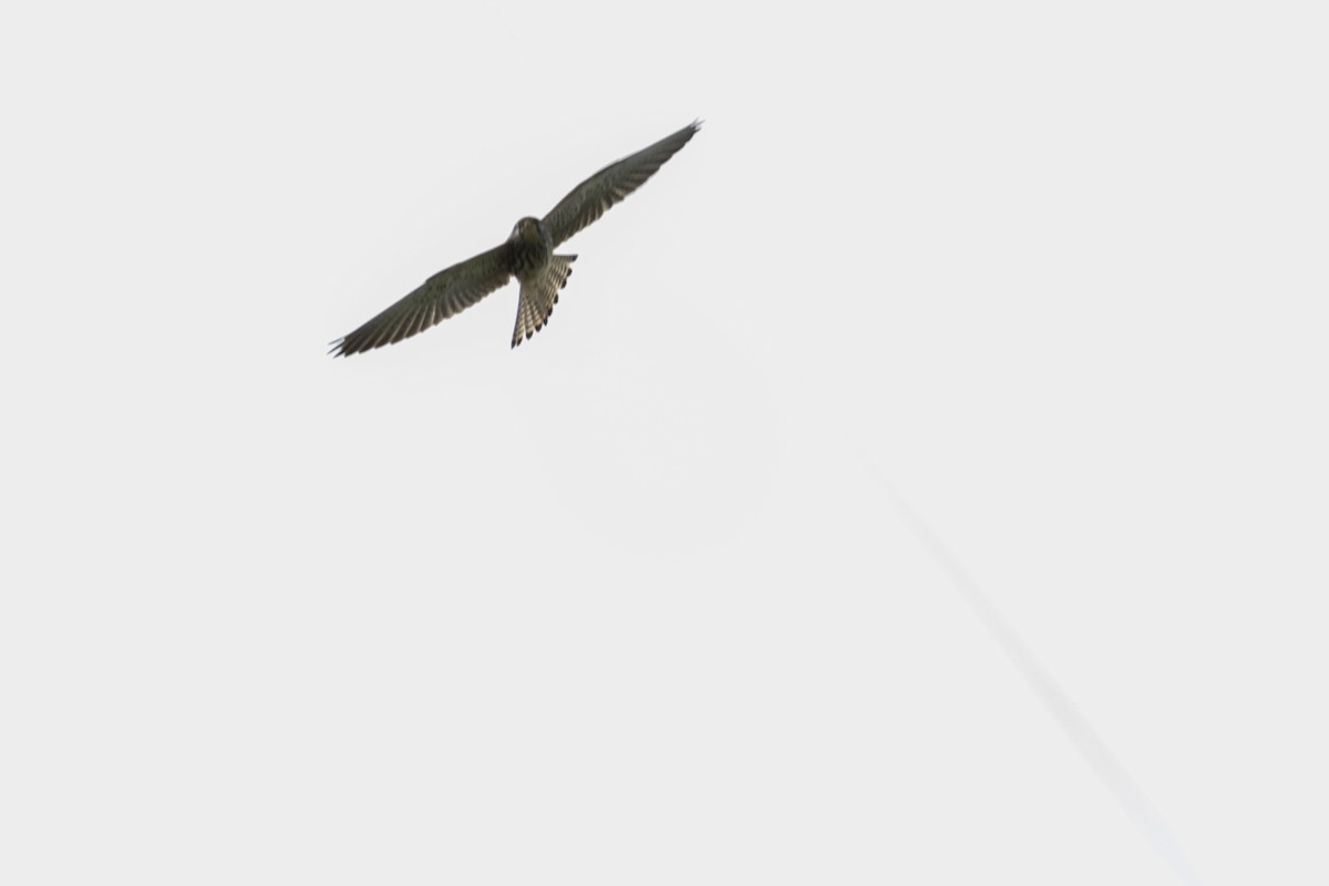 Lesser Kestrel - ML642102709