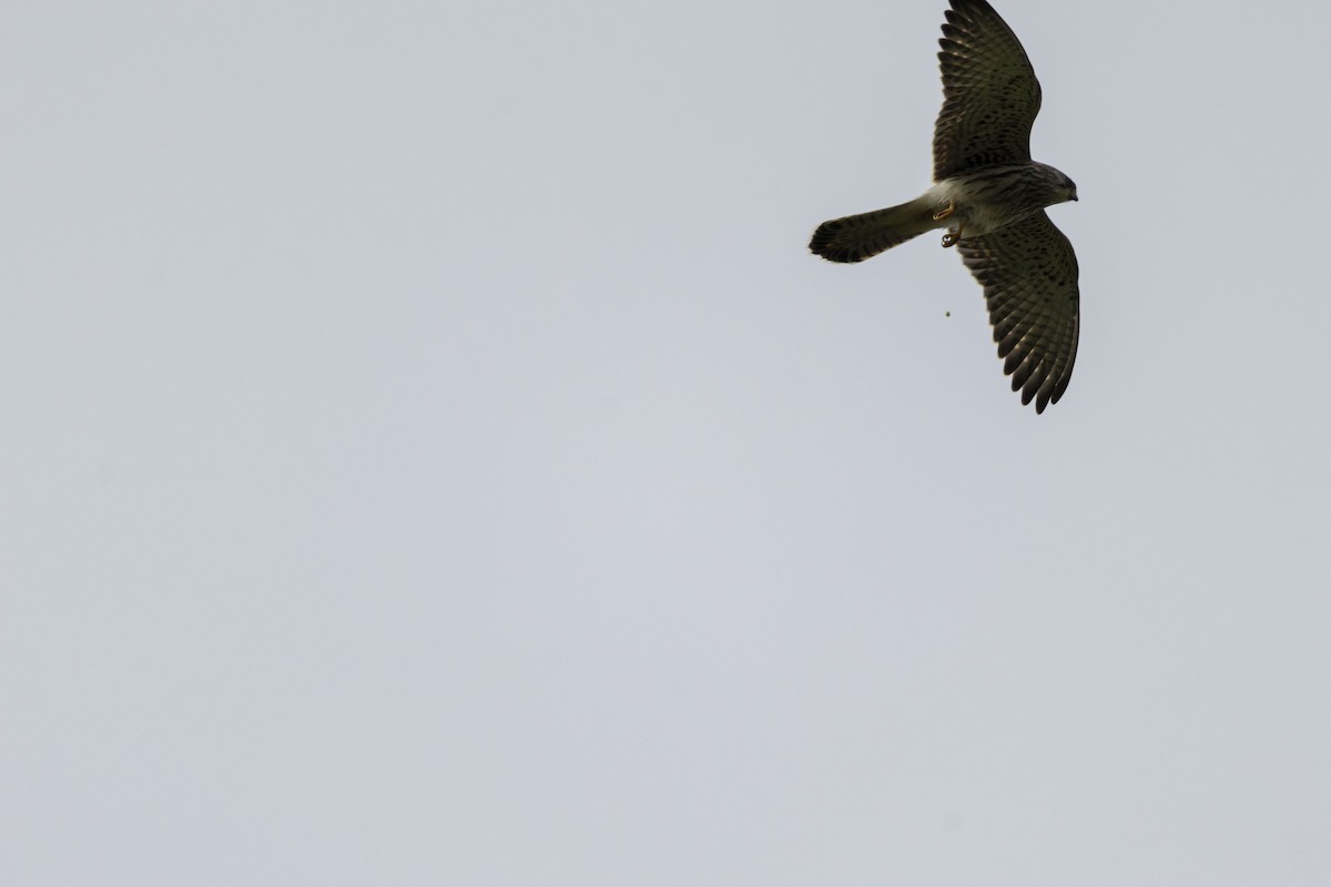 Lesser Kestrel - ML642102710