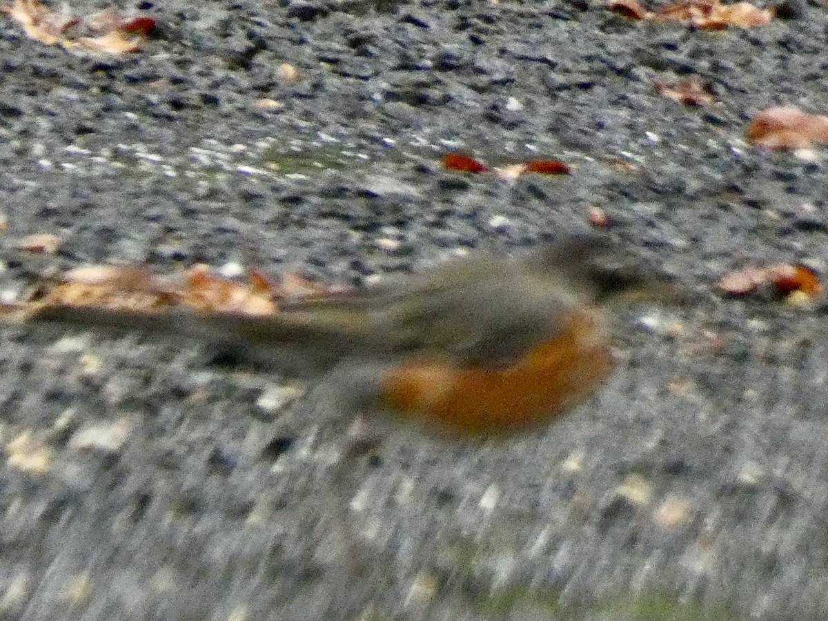 American Robin - ML642102725