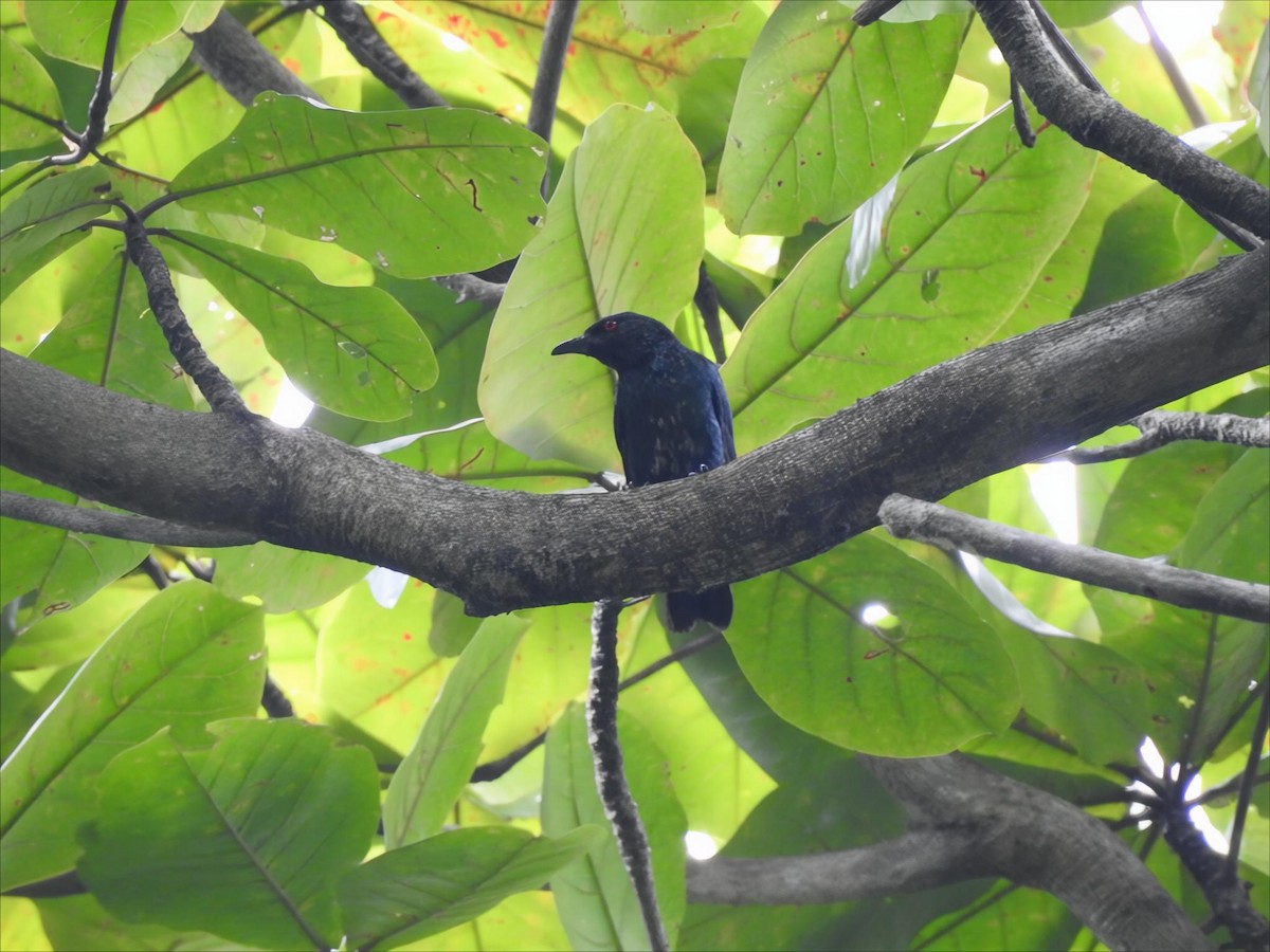Asian Glossy Starling - ML642102746