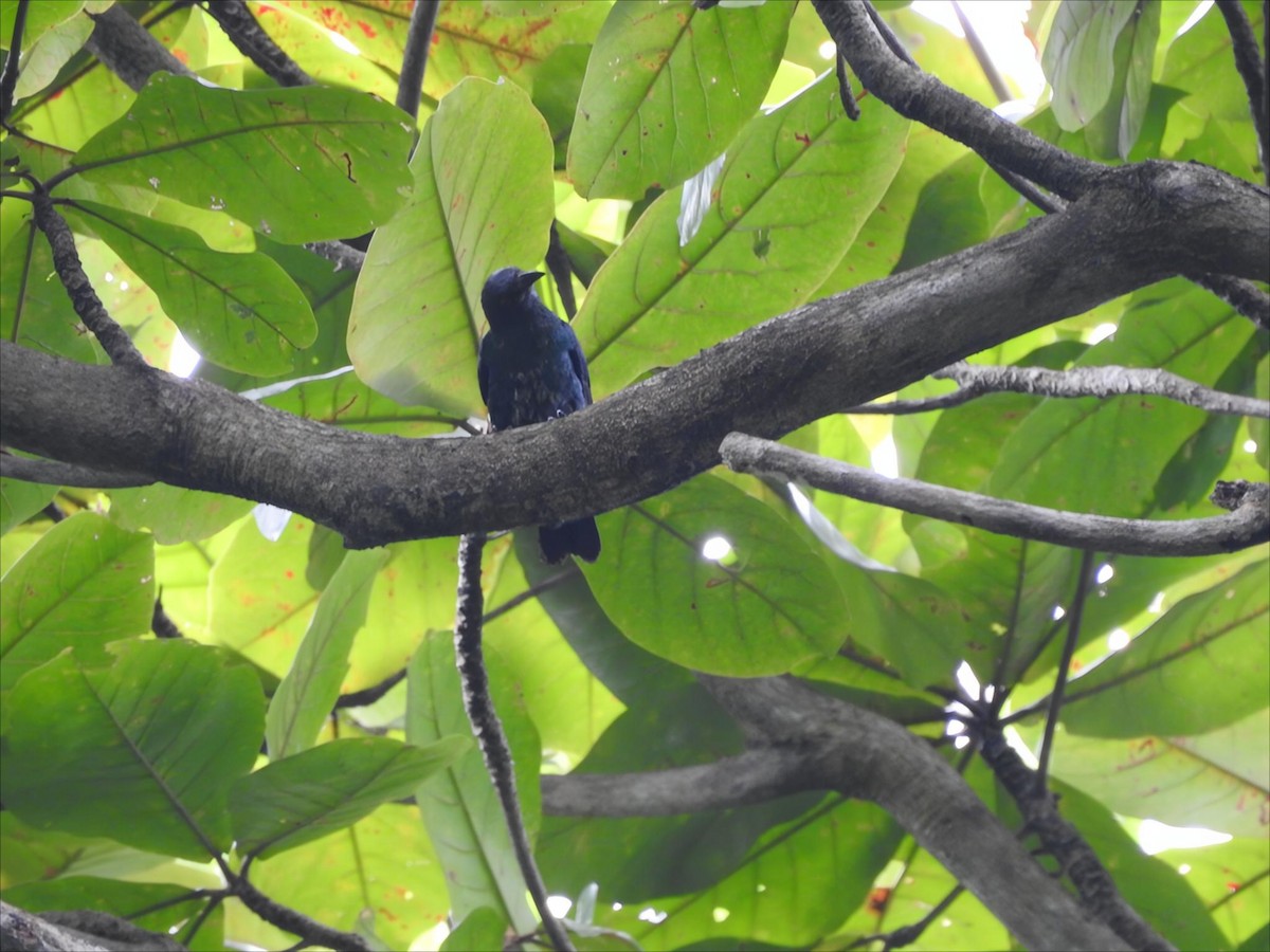Asian Glossy Starling - ML642102751