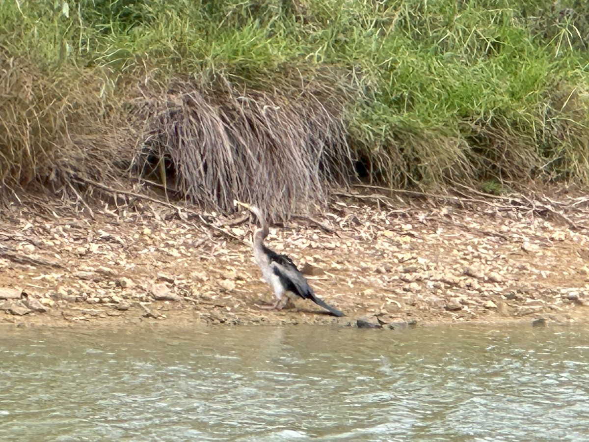 Australasian Darter - ML642102752